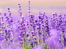 aromatherapy lavender